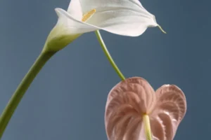 Diferencia entre amor propio y autoestima