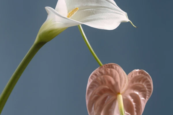 Diferencia entre amor propio y autoestima